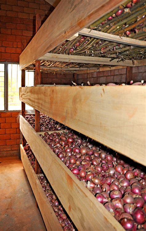 Usc Canada Mali Safo Onion Storage Without Storage