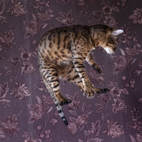 Bengal Cat Jumping By Alex Potemkin Bengal Cat Cats Bengal