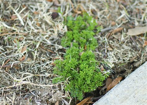 How To Treat Lawn Burweed Mississippi State University Extension Service