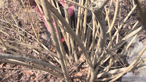 How to Prune Forsythia | Forsythia bush, Pruning forsythia, Forsythia