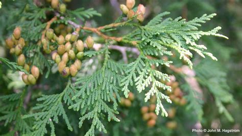 How To Care For Arborvitae The Tree Of Life • Arbor Day Blog