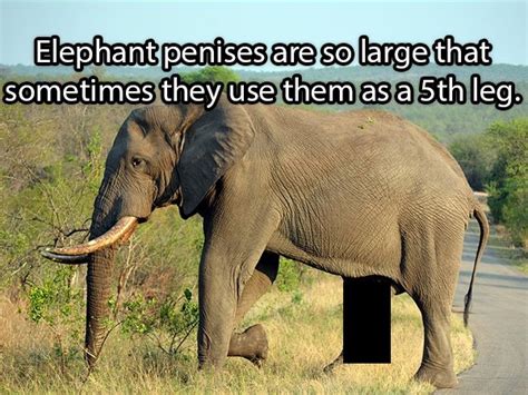 14 Immature Facts You Can Fill Your Head With Gallery Ebaums World