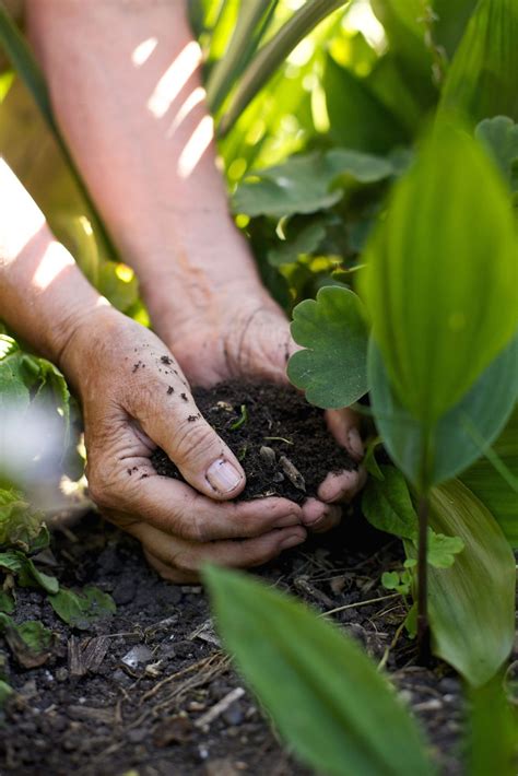 Best Soil For Growing Vegetables Soil Preparation For