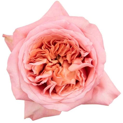 Rose Pink Expression Types Of Flowers Cut Flowers Rose Varieties