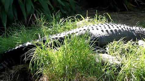 Alligator Adelaide Zoo Youtube