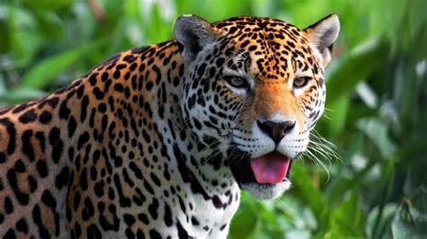 Download Animal Jaguar Hd Wallpaper