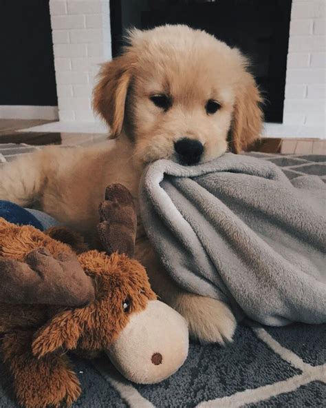 𝐩𝐢𝐧𝐭𝐞𝐫𝐞𝐬𝐭 𝐟𝐚𝐲𝐞𝐥𝐢𝐬𝐞𝐞 ♡ Cute Animals Baby Animals Cute Dogs And Puppies