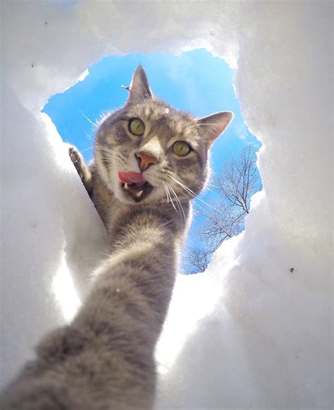 Diese Selfie Katze macht bessere Selfies als du Weltfreund Armbänder