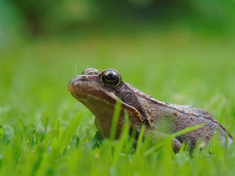 Frog Pond Amphibian At Grass Free Image Download