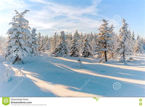 Winter Forest Snow Tree Scene Sun Stock Image Image Of