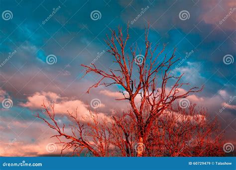 Dead Tree Red Stock Image Image Of Climate Wild Landscape 60729479