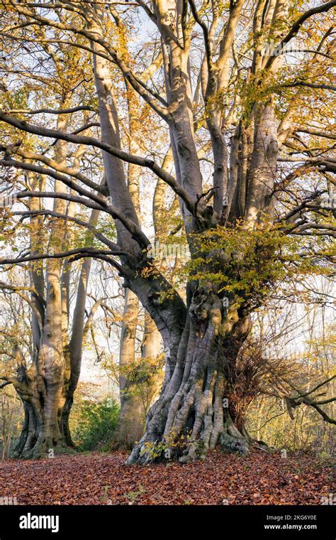 Fagus Sylvatica Ancient Beech Trees With Autumn Foliage In The