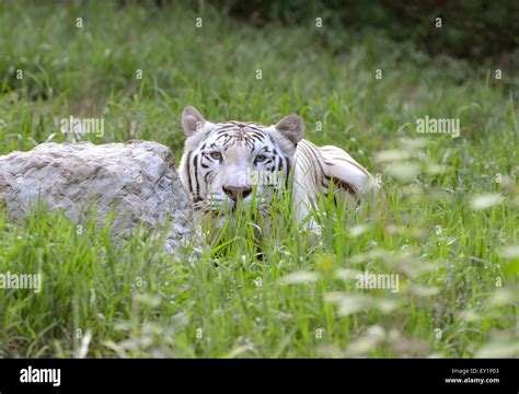 Male White Bengal Tiger In Captive Environment Stock Photo Alamy