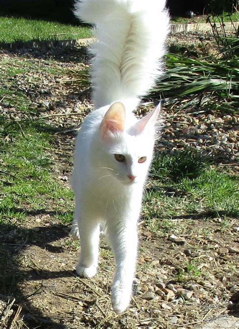 Turkish Angora Cat Breed Facts And Information Pets Life Blog