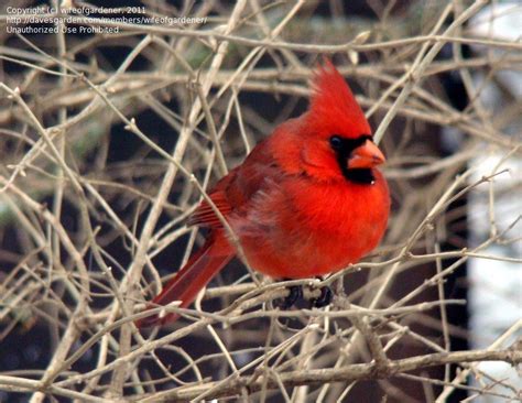Birdfiles Pictures Northern Cardinal Cardinalis Cardinalis 1 By