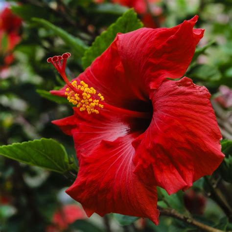 Big Red Hibiscus Beautiful Flowers Photos Planting Flowers