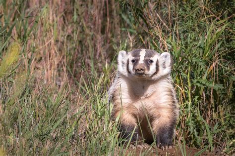 Koen Frantzen Nature Photography Zilverdas American Badger