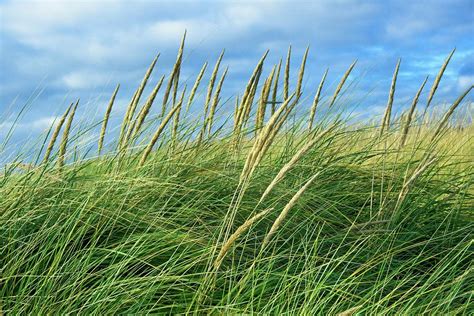Coastal Grass Photograph By David Desautel Fine Art America