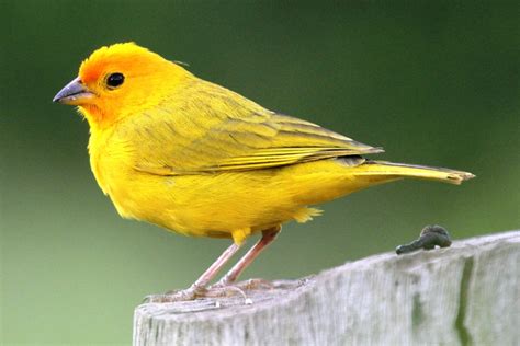 Soñar Con Pájaros Amarillos 🥇【 Significado Completo 】🦜