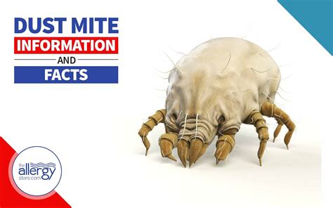 Dust Mite Information And Facts Everything You Need To Know