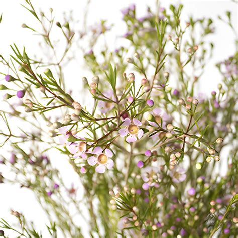 Wholesale Lavender Bulk Wax Flower Dec To May Delivery ᐉ Bulk Laven