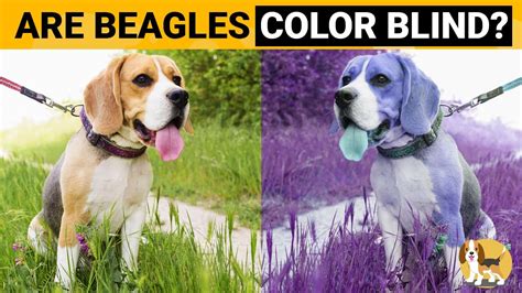 What Colors Do Dog See
