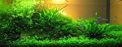 To do this, either draw the aquascape out on a piece of paper using pen and pencils, or make one using an online aquascape planner. Aquascaping - Aqua Rebell