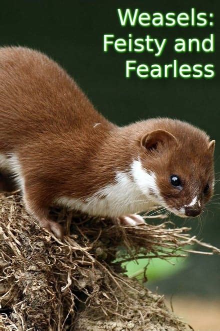 Weasels Feisty And Fearless 2019 Posters — The Movie Database Tmdb