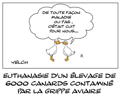Le Retour De La Grippe Aviaire Blagues Et Dessins