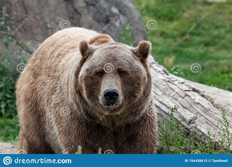 Grizzly Bear Face Close Up Stock Image Image Of Looking 194438615