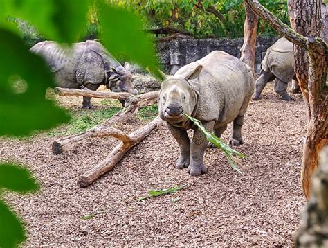 Basel Zoo Review From Caging Humans To Saving Rhinos Pipeaway