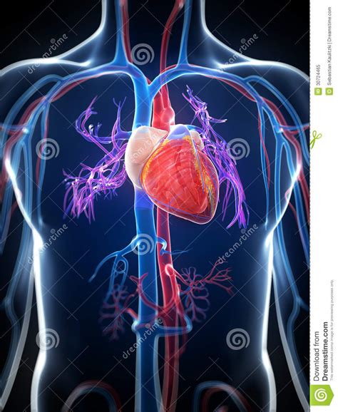Coeur humain illustration stock. Illustration du humain - 30724465