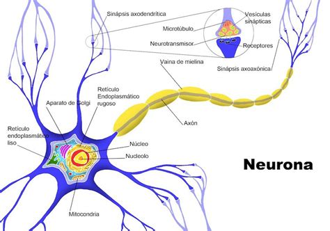 Consejos Para Prevenir La Degeneración De Las Neuronas Esclerosis