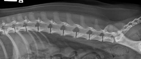 Small Animal Spinal Radiography Series Lumbar Spine Radiography