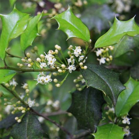 Free delivery for many products! Buy American Holly (Ilex Opaca) 15+ seeds online :: Seeds ...