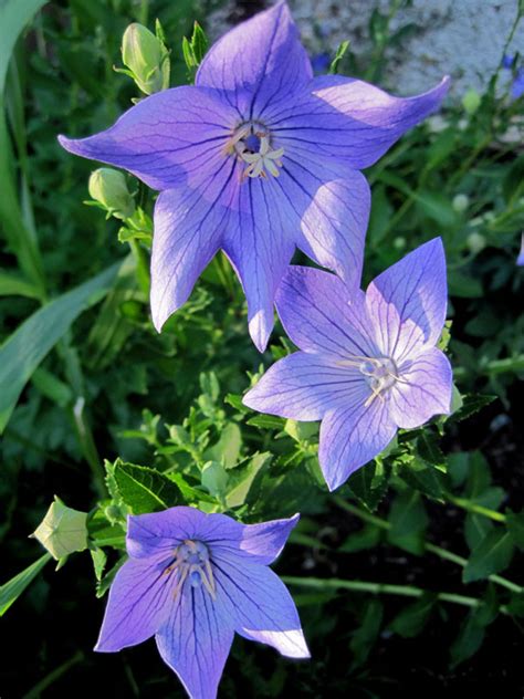Id Rather Be Blue 10 Blue Perennials For Your Garden — Enchanted Gardens