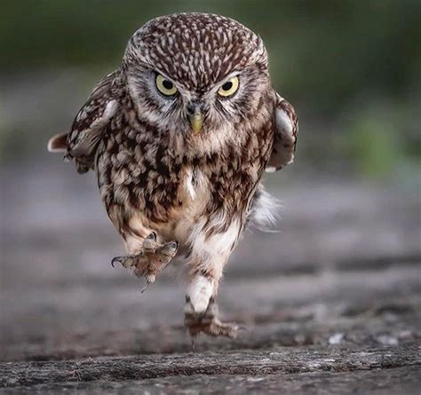25 owl puns that will make you feel owl the lols by erin cossetta updated april 29, 2021. Have You Seen Owls Walking? It's The Funniest Thing Ever!