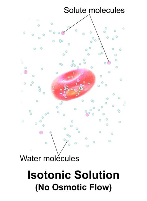 Plant cells in hypotonic environment. Difference Between Isotonic Hypotonic and Hypertonic ...