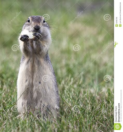 Prairie Dog Eating A Potato Chip Stock Photo Image Of