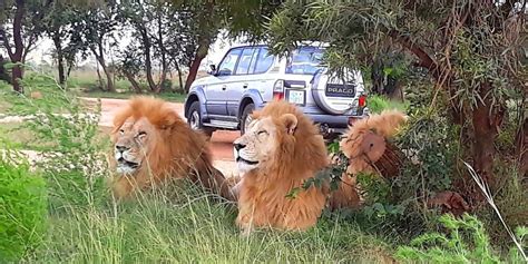 Lion Park South Africa Africa Moja Tours