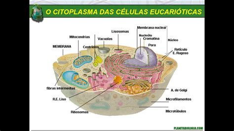 Organelas Citoplasmáticas Membrana Plasmática Citoplasma