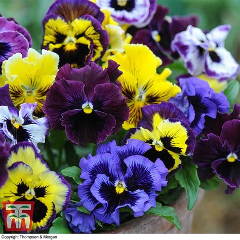 Pansy Frizzle Sizzle Mixed Plug Plants Thompson And Morgan