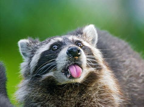 Download Funny Raccoon Tongue Out Mocking Picture