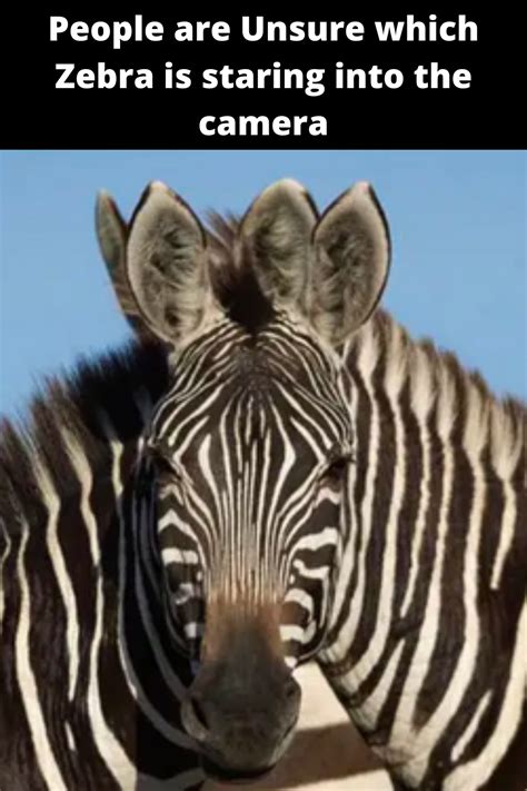 People Are Unsure Which Zebra Is Staring Into The Camera In 2020