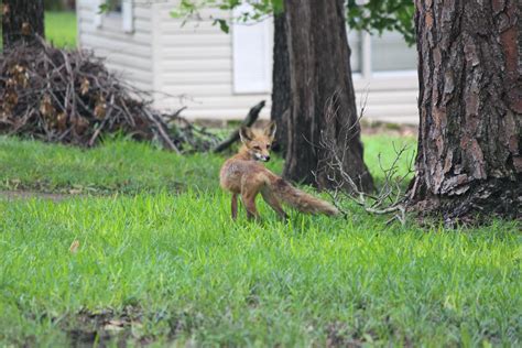 Momma Fox Foxes
