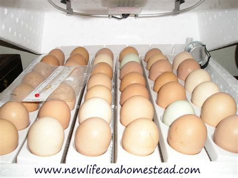 How To Hatch Chicks In An Incubator New Life On A