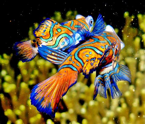Beautiful Creatures Of The Sea Photos And Information