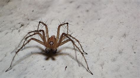 Help Me Identify This Spider Spiders