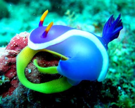 Nudibranch It Attracts Predators To Its But With All The
