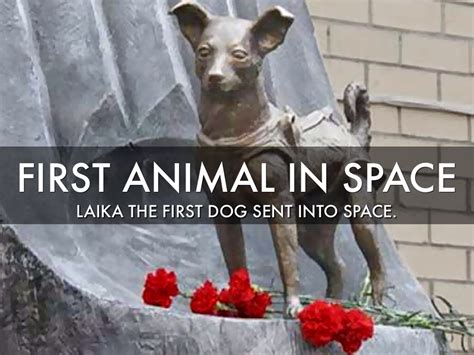 The first men and women who traveled in space — in the 1960s — depended on the sacrifices of other animals that gave their lives for the advancement of human knoweldge about the conditions in outer space beyond this let's look at russia's space dogs first, then the other animals in space. Laika The First Dog In Space by jewper1327